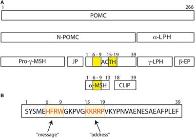 From Bioinactive ACTH to ACTH Antagonist: The Clinical Perspective